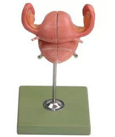 Modelo de sección transversal Vaginal