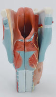 Modelo anatomico de garganta humana.