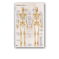 Póster anatomía de Mano, Pie, Rodilla