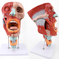 Modelos anatómico de cavidad nasal de boca, laringe y faringe