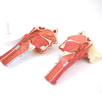 Anatomía Humana Rehabilitación del músculo circulo faríngeo del músculo faríngeo naso faríngeo