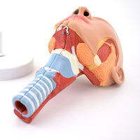 Anatomía Humana Rehabilitación del músculo circulo faríngeo del músculo faríngeo naso faríngeo