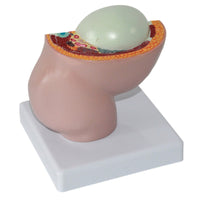 Pelvis femenina desmontable modelo Fetal (9 meses)