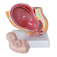 Pelvis femenina desmontable modelo Fetal (9 meses)