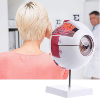 Modelo de Ojo "globo" anatomico ocular desmontable