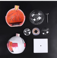 Modelo de Ojo "globo" anatomico ocular desmontable