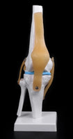 modelo anatómico de articulación de rodilla de tamaño real