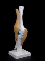 modelo anatómico de articulación de rodilla de tamaño real