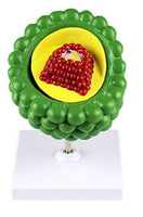 Modelo de anatomía de de VIH