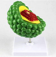 Modelo de anatomía de de VIH