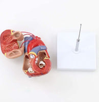 Modelo de corazón humano con arteria coronaria Bypass de tamaño real puente miocardico