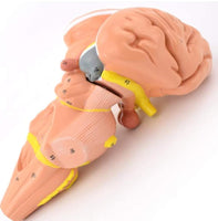 Modelo del tallo del cerebro