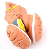 Modelo del tallo del cerebro