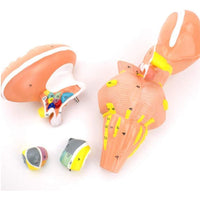 Modelo del tallo del cerebro