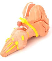 Modelo del tallo del cerebro