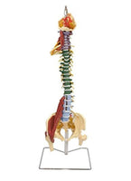 Modelo de Columna Vertebral Humana 85 cm Flexible a Color