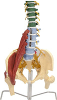 Modelo de Columna Vertebral Humana 85 cm Flexible a Color
