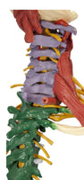 Modelo de Columna Vertebral Humana 85 cm Flexible a Color