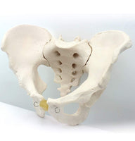 Modelo Anatomico de Pelvis Humana