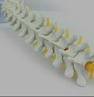Modelo de discos vertebrales Columna Dorsal