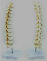 Modelo de discos vertebrales Columna Dorsal