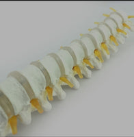 Modelo de discos vertebrales Columna Dorsal