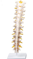 Modelo de discos vertebrales Columna Dorsal