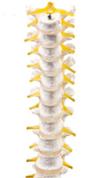 Modelo de discos vertebrales Columna Dorsal