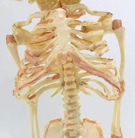 Modelo de esqueleto bebé doble cabeza Doble cabeza