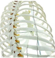 Modelo esqueleto de esternón humano de tamaño real costilla torax caja toracica