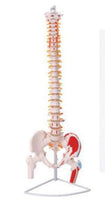 Modelo anatomico de columna vertebral con femur y nervio 85cm