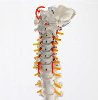 Modelo anatomico de columna vertebral con femur y nervio 85cm