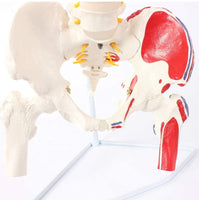 Modelo anatomico de columna vertebral con femur y nervio 85cm