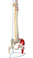 Modelo anatomico de columna vertebral con femur y nervio 85cm