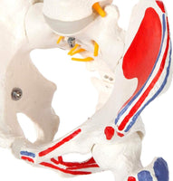 Modelo anatomico de columna vertebral con femur y nervio 85cm