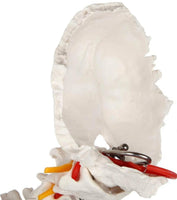 Modelo anatomico de columna vertebral con femur y nervio 85cm