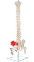 Modelo anatomico de columna vertebral con femur y nervio 85cm