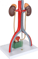 Modelo anatómico del Sistema urinario urologia