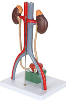 Modelo anatómico del Sistema urinario urologia
