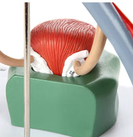 Modelo anatómico del Sistema urinario urologia