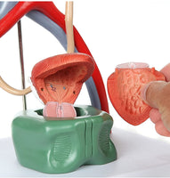 Modelo anatómico del Sistema urinario urologia