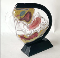 Anatomia de utero transparente - modelos anatomicos ginecologia