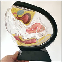 Anatomia de utero transparente - modelos anatomicos ginecologia