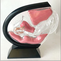 Anatomia de utero transparente - modelos anatomicos ginecologia