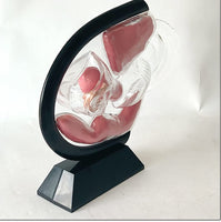 Anatomia de utero transparente - modelos anatomicos ginecologia