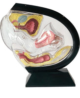 Anatomia de utero transparente - modelos anatomicos ginecologia