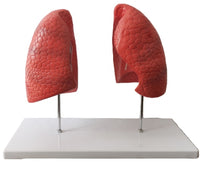 Modelo Anatomico de Pulmon