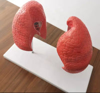 Modelo Anatomico de Pulmon