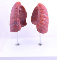 Modelo Anatomico de Pulmon