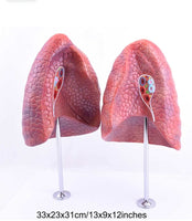 Modelo Anatomico de Pulmon